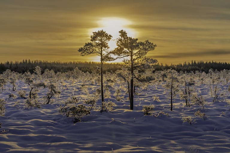 A beautiful sunrise over a snow-covered forest with frosty trees, capturing the serene winter landscape.
