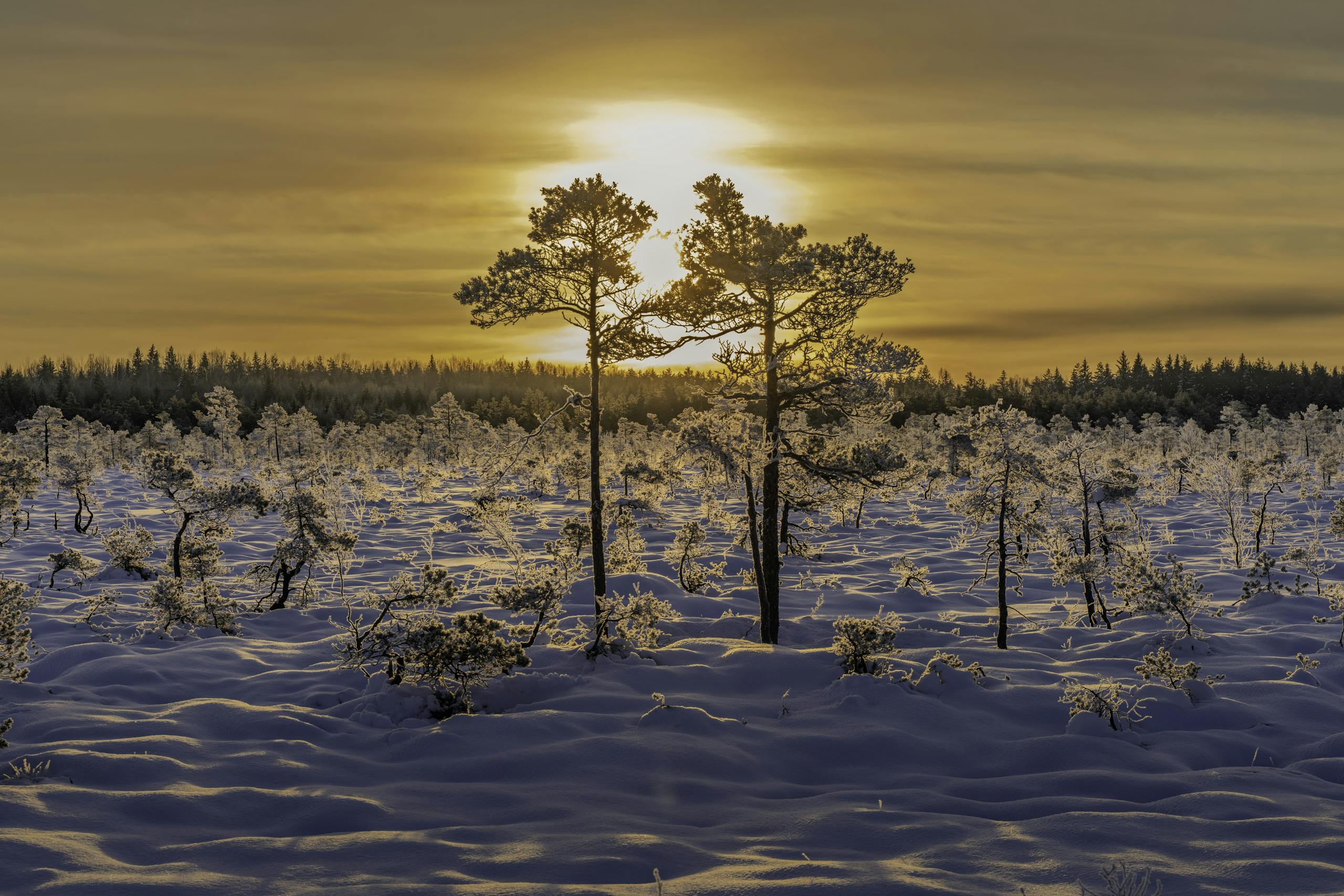 A beautiful sunrise over a snow-covered forest with frosty trees, capturing the serene winter landscape.